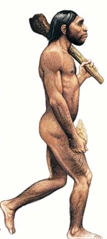 Homo erectus