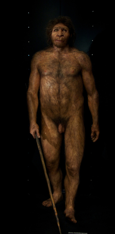 Homo neanderthalensis