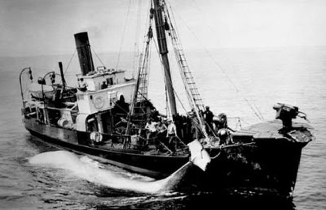 XVI-XVII mendeetan baleen ehizaren gainbehera