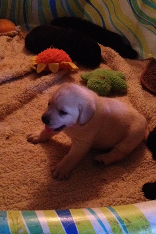 El Día Que Mi Familia Compró Un Perro