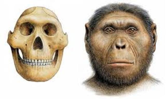 Paranthropus robustus: 1 M. de años