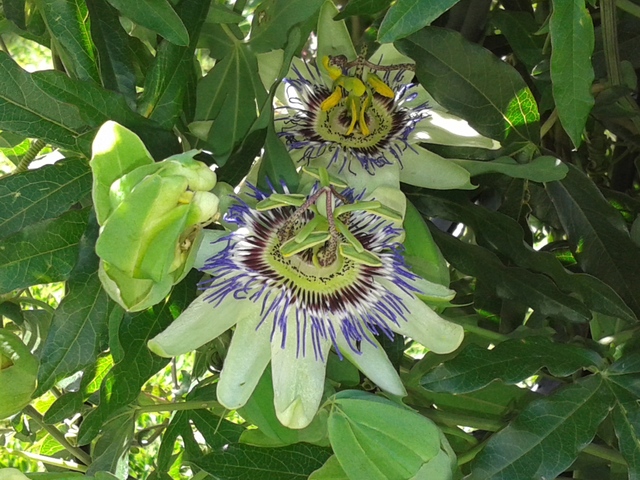 Conferencia Intergubernamental de Tbilisi sobre Educación Ambiental