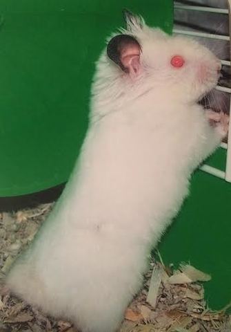 My first hamster