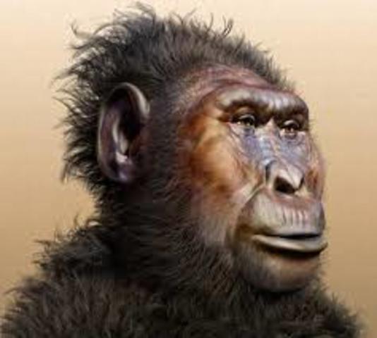 Australopithecus paranthropus