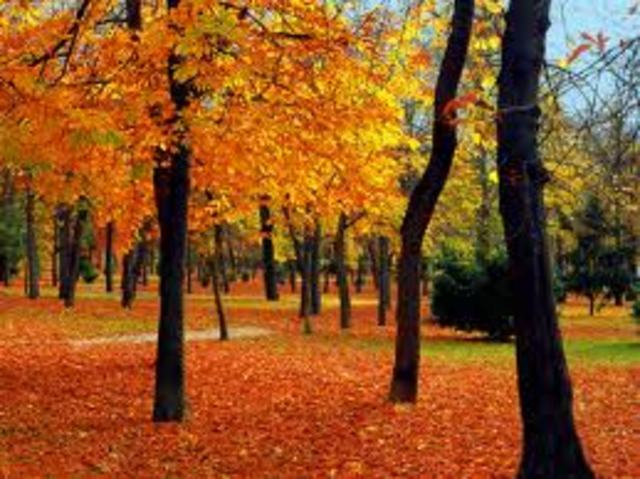 Recogemos un trocito de Otoño