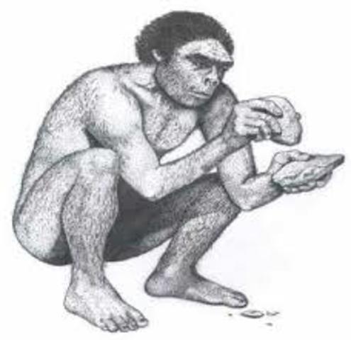 HOMO HABILIS