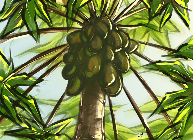 Papaya Tree