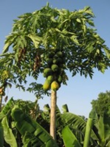 Papaya Tree