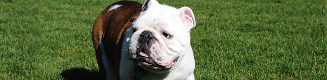 Yale College (Puritans)