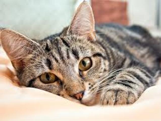 Pi get lost and didn't return