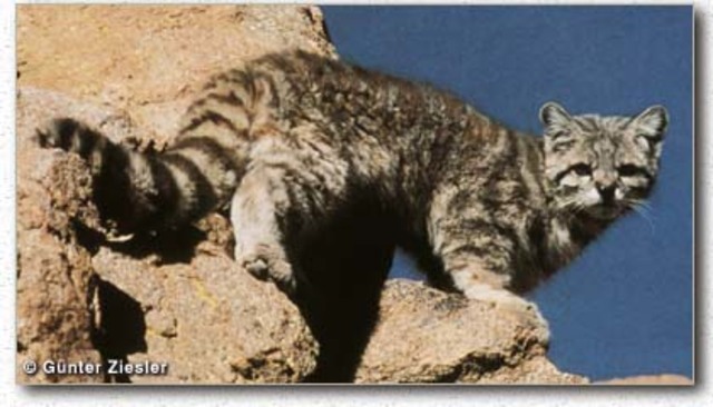 Pi was exploring the mountain of the Kootenay Lake