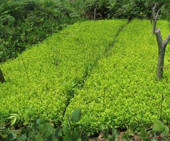 Cultivos de coca