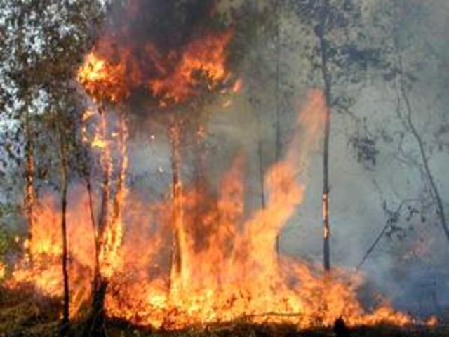 Massive Forest Fires Case Destruction in Indonesia