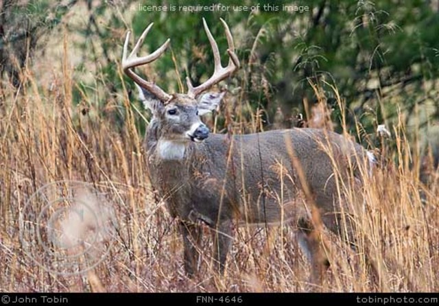 The day i killed my first deer  Jacob Fulton