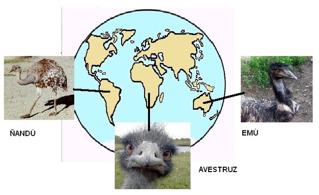 Pruebas de la Distribución Geográfica