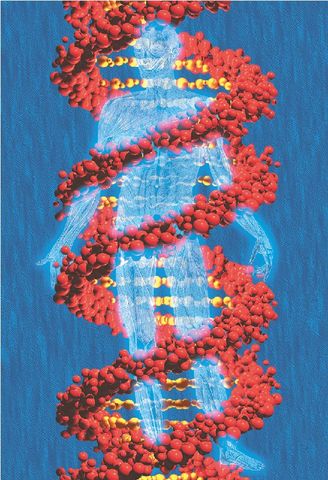 Πρότυπο των ζωνών στα ανθρώπινα χρωμοσώματα.