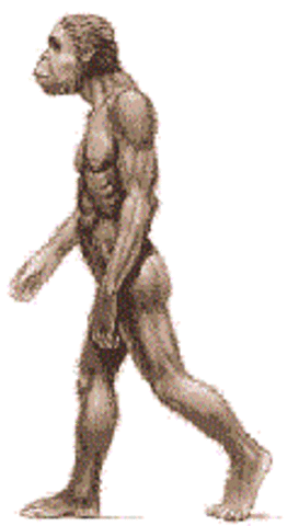 Australopitecus. Hace 5 millones de años