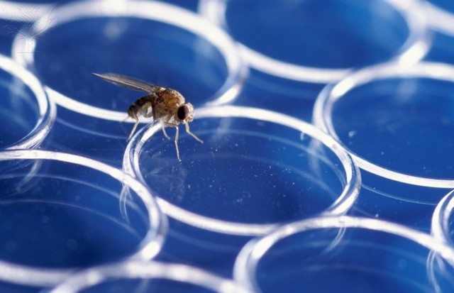 the first animals sent into space