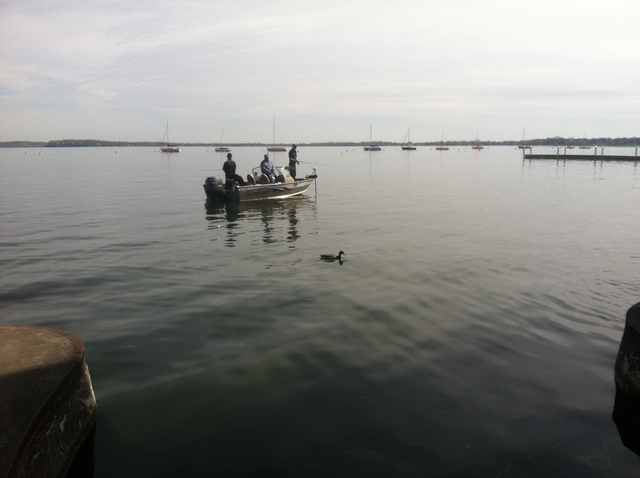 Eurasian Water Millfoil In Lake Mendota