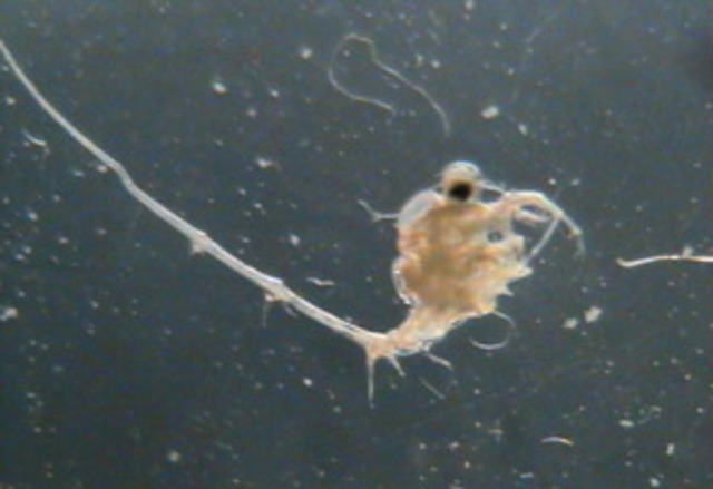 Spiny Water Flea Discovered
