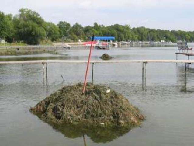 Eurasian Watermillfoil Spread