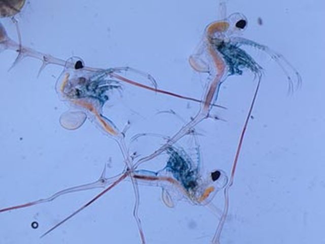 Spiny Water Flea In Wisconsin