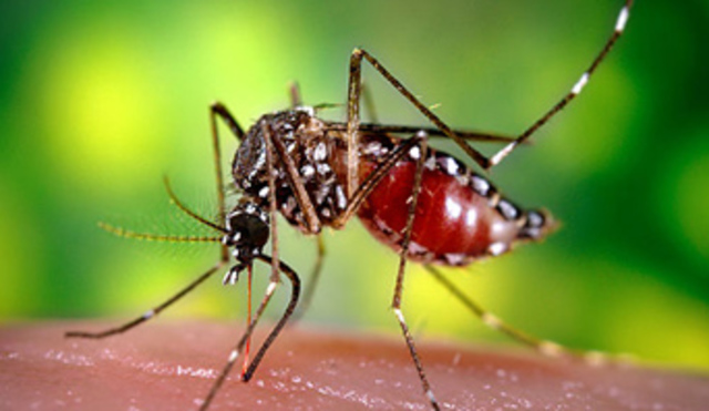 Disease and Devistation