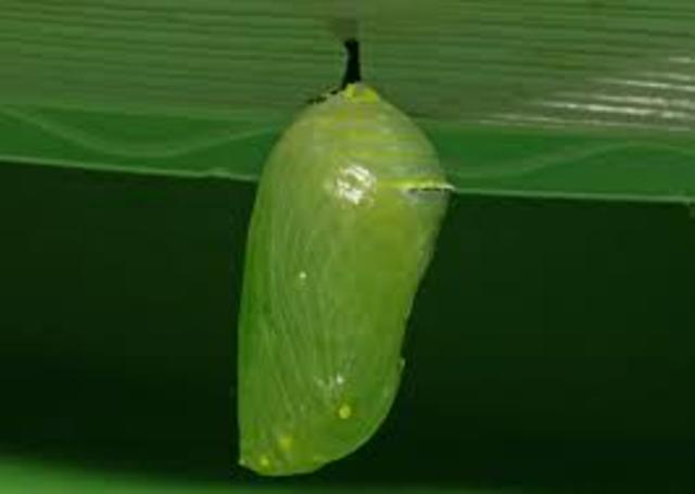 Caterpillars Entering chrysalis