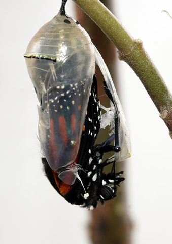 Butterflies Emerging