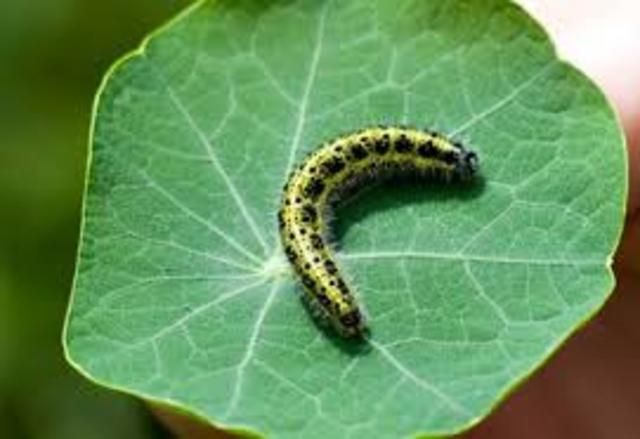 Caterpillars Growing