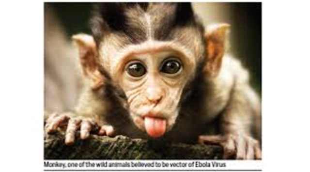 ebola found in monkeys