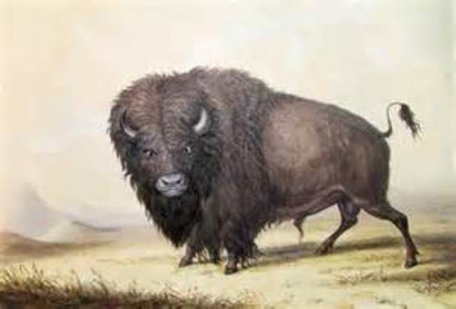 George Catlin; Buffalo