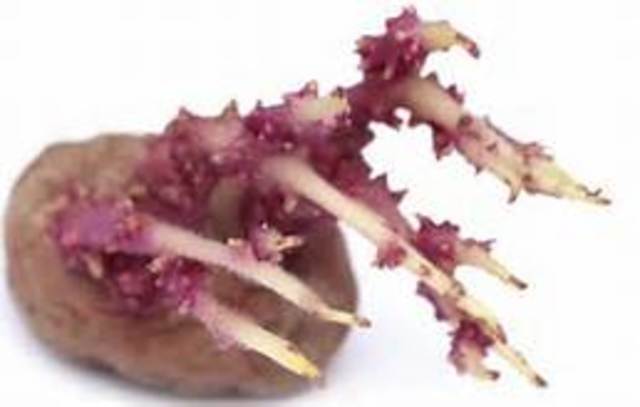 Irish Potato Problem