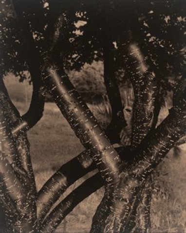 Print: Dancing Trees, Alfred Stieglitz