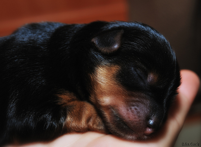 nacimiento de mi perra