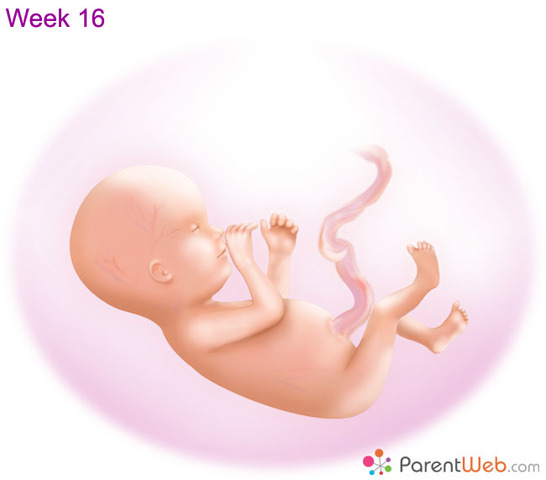 Hair, eyelashes, eyebrows and taste buds are starting to form