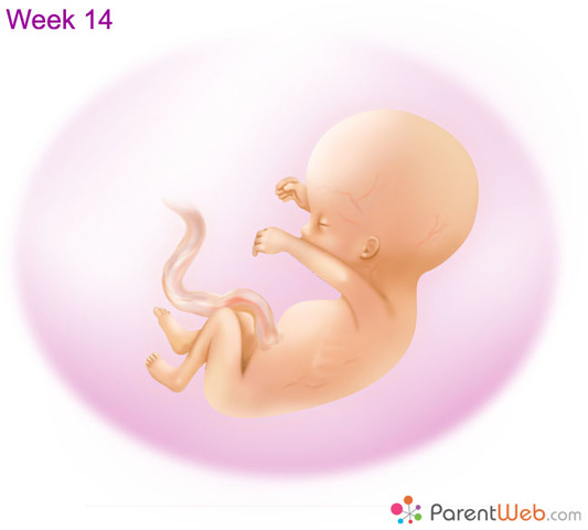 Lanugo (very fine hair) is starting to grow all over the baby's body