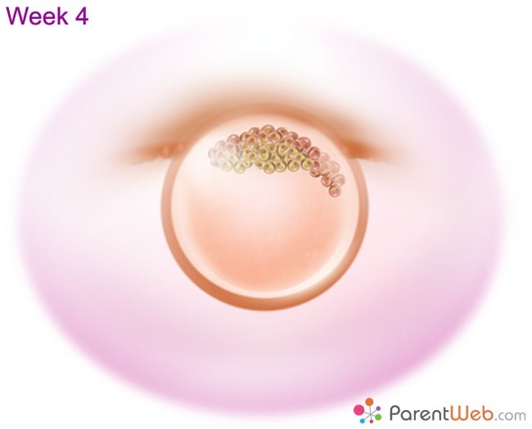 Embryo requires a supply of oxygen, and nutrients from maternal blood through the placenta