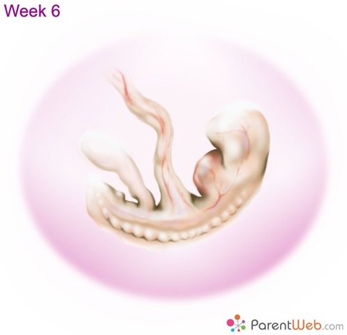 Neural tube develops into the spinal cord and brain