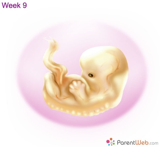 Joints are developed. May see knees, ankles and wrists.