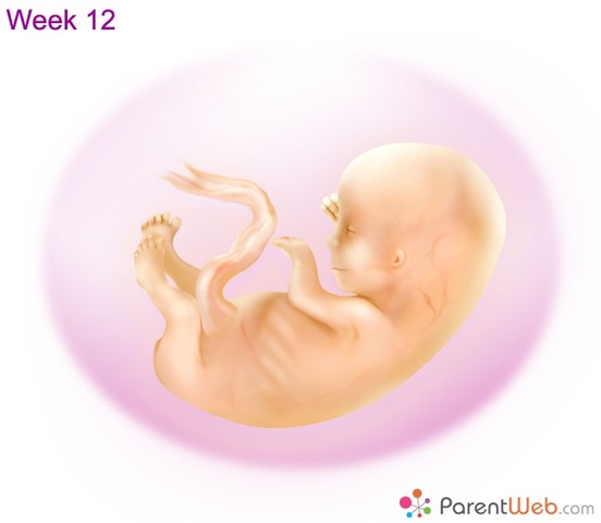 Reproductive organs are developing rapidly