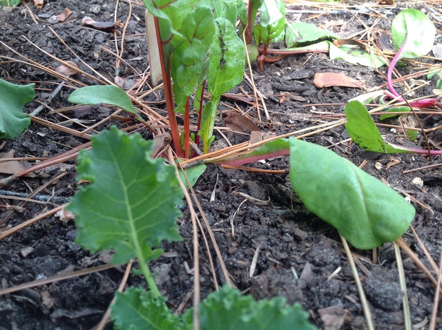 Swiss Chard Planting