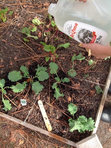 Swiss Chard Watering
