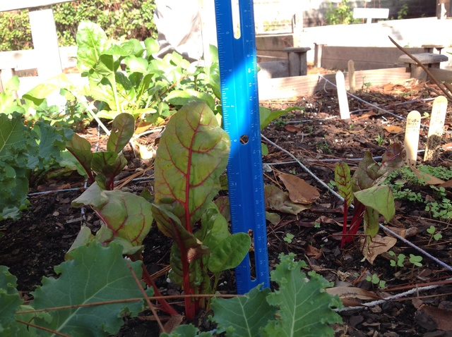 Swiss Chard Measuring