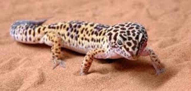 Tengo un gecko leopardo