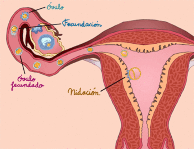 el ovulo fecundado