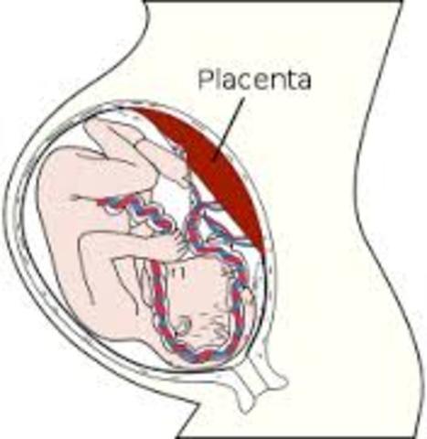 placenta