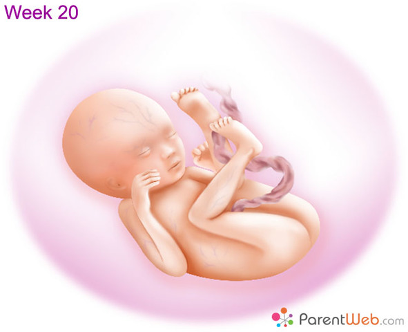 20 weeks