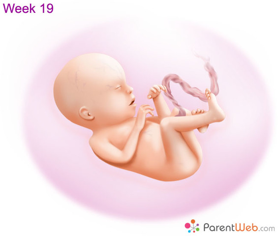 Protective coating developing on the skin called vernix caseosa to prevent it from pickling in the amniotic fluid