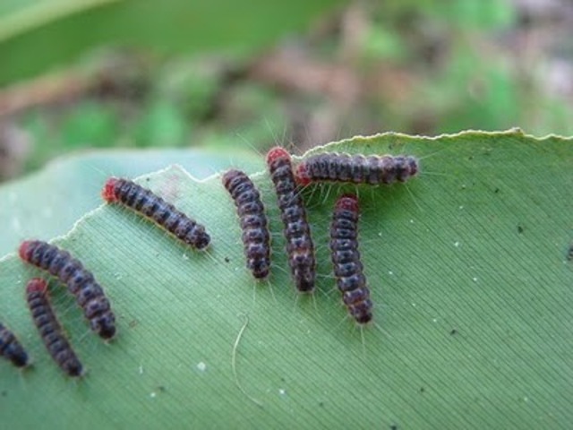 Baby Caterpillar
